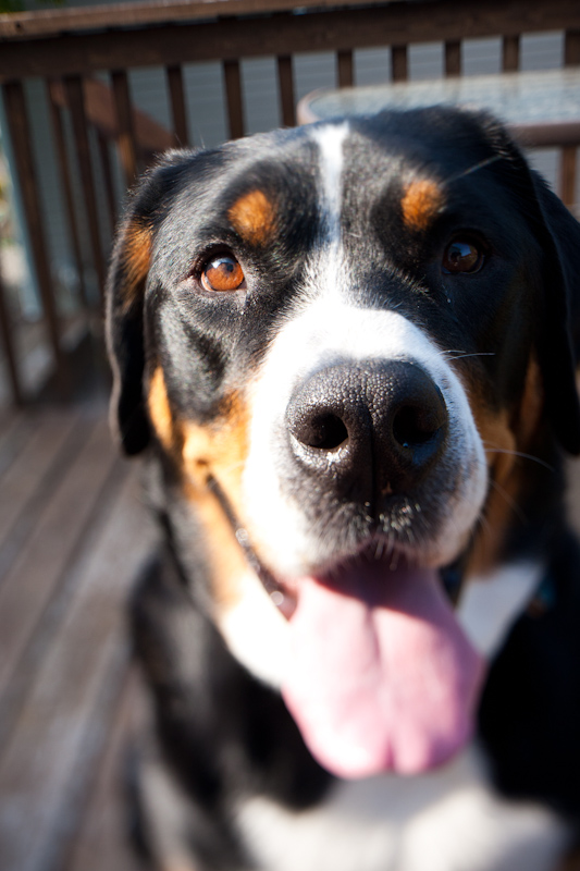 Dog Portrait Tilted with Tilt Shift Lens