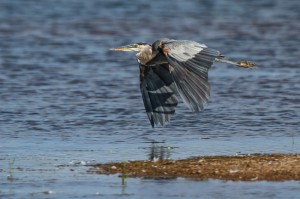 A Great Blue Heron bugging out after its bubble of comfort was breached by some rowdy fishermen.