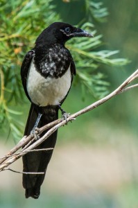 Magpie "looking out", vertical tail-saving composition