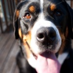 Dog Portrait Tilted with Tilt Shift Lens