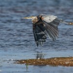 A Great Blue Heron bugging out after its bubble of comfort was breached by some rowdy fishermen.