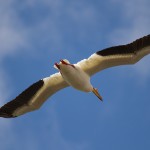 The giant American White Pelican flying overhead