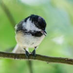 Small birds are often busy about their day, and can be easier to get close to with a shorter lens