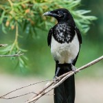 Magpie "looking out", horizontal tail-chopping composition