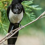 Magpie "looking out", vertical tail-saving composition