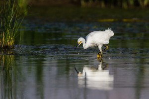 Wading Egret Closeup - Thanks to a natural hide of reeds and cattails obscuring my presence